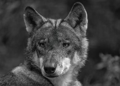 Portrait Of A Wolf