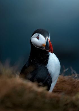 Puffins of the World Poster Print