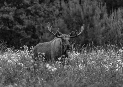 Male Moose In The Green