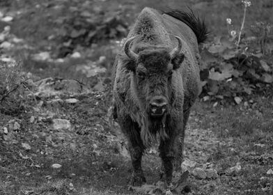 European Bison In Poland