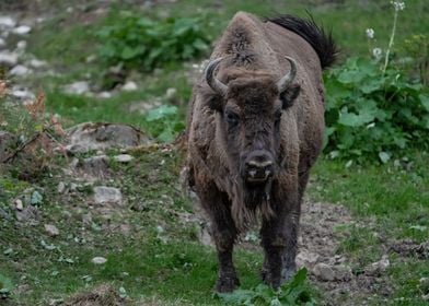 European Bison