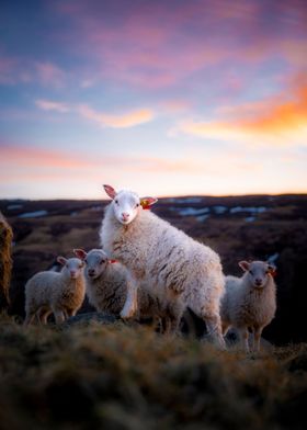 Sheep sunset in Iceland