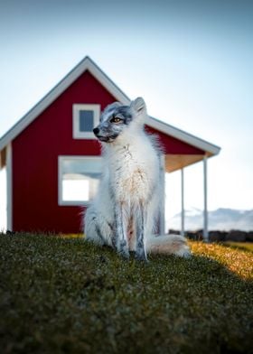 Arctic Fox Iceland