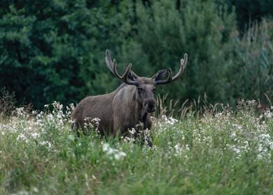 Male Moose In The Green