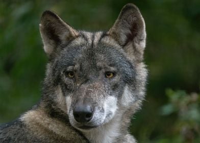 Portrait Of A Wolf