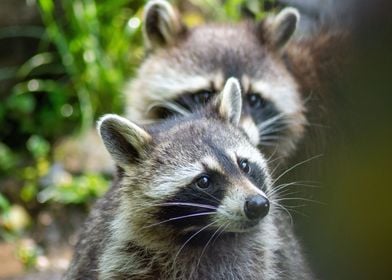 Two cute Raccoons