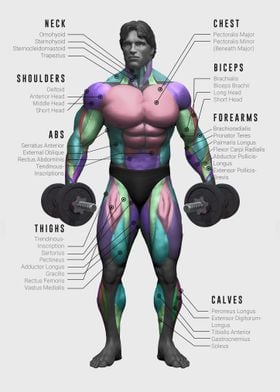 Muscle chart fitness art
