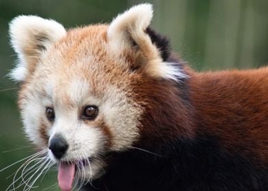 Red panda 