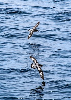 Flying Above Water