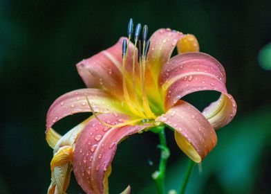 Hemerocallis fulva