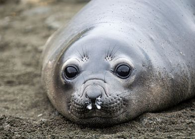 Cute Seal