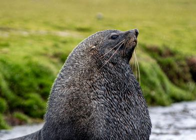 Proud Seal