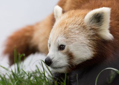 Red panda portrait