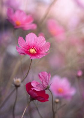 Pink flowers, macro,meadow