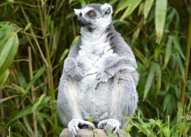  Lemur