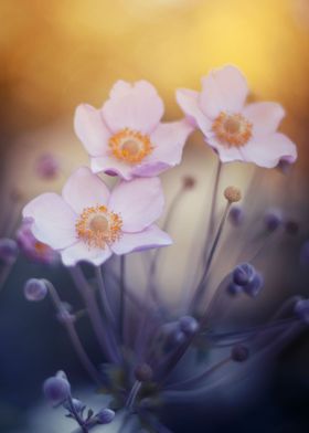 Anemone, pink macro flower