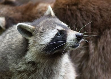 Portrait of a raccoon