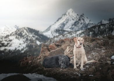 Labrador outdoor