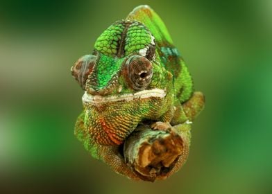 Face of a Chameleon