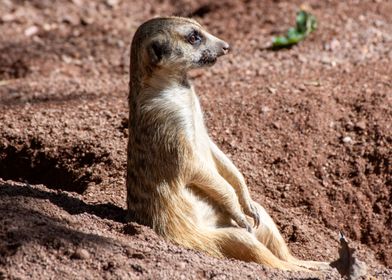 meerkat