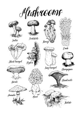 Mushrooms Guide Types