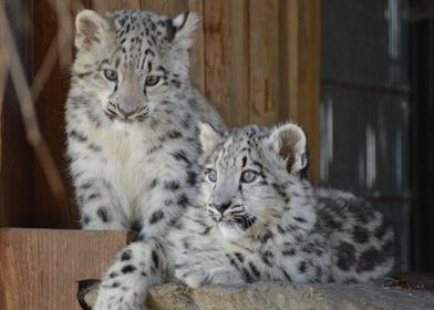  snow leopard