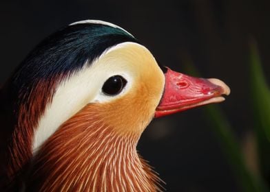 Mandarin duck portrait