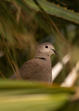 photography of a dove