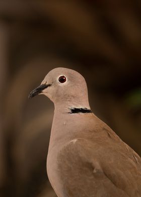 photography of a dove