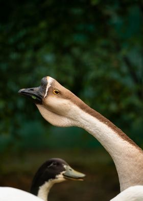 photography of goose