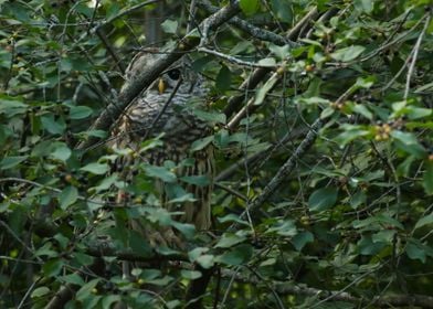 Secretive barred owl