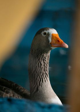 photography of a duck