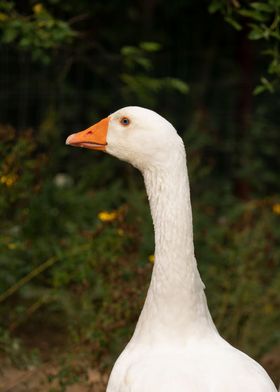 picture of a goose