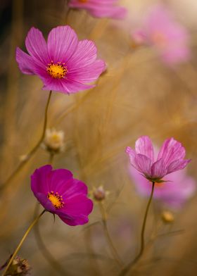 Pink flowers, macro,meadow