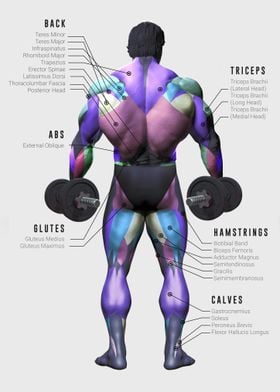 Fitness Muscle Chart