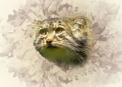 Manul asian wild cat