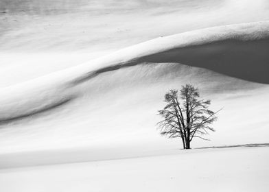 Snow dunes Hayden Valley