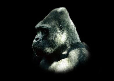 Gorilla portrait