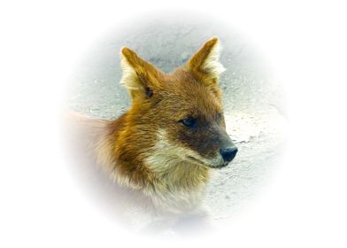 Dhole asian wild dog