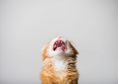 Screaming Cat