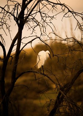 photography of a egret