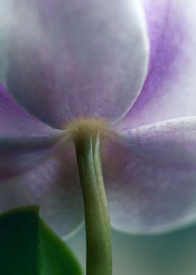 purple  orchid