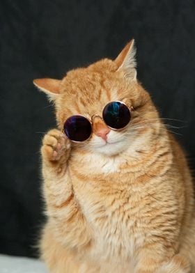 Fat Cat Wearing Sunglasses