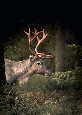 Reindeer in the forest