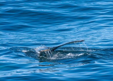 Iclandic whale