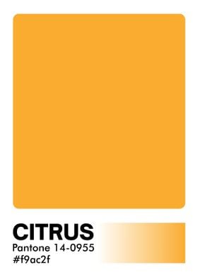 PANTONE CITRUS