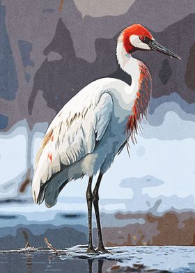 Red head crane standing