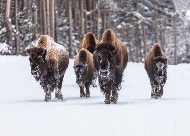 Bison Group