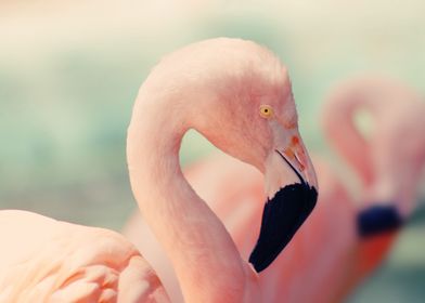 Flamingo closeup