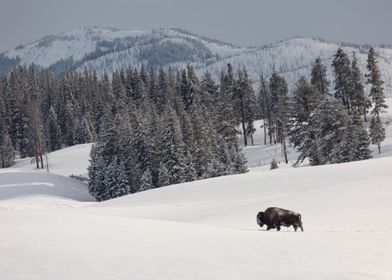 Bison Group